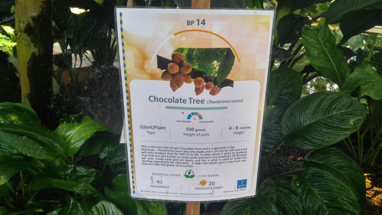 Although Theobroma cacao mainly cultivated for food use